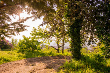 a path in a green forest on a sunny day