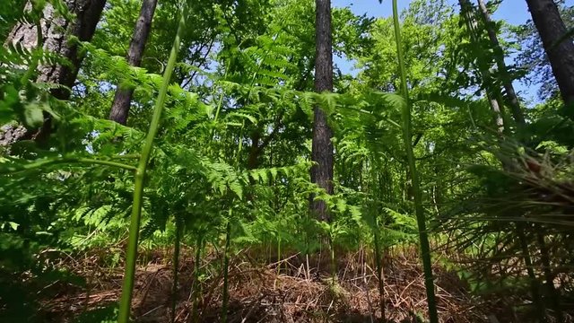 Dolly shot simulating animal foraging through common bracken / eagle ferns (Pteridium aquilinum) in pine forest