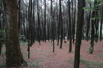 trees in the forest