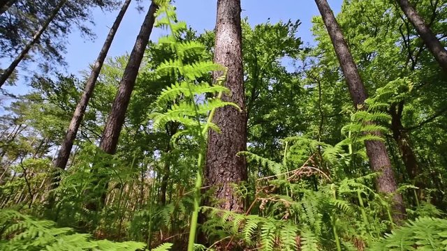 Truck shot along common bracken / eagle ferns (Pteridium aquilinum) in pine forest in spring