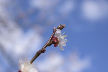 buds of a willow