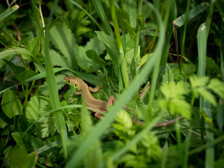 Jeune lézard vert.