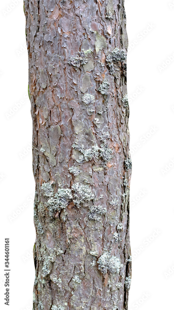 Poster pine trunk isolated on a white background. tree for design