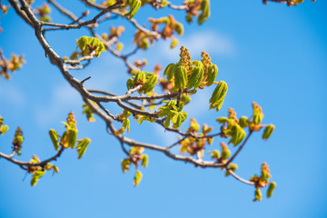 Chestnut tree buds with blue sky in springtime