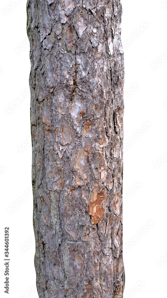 Poster pine trunk isolated on a white background. tree for design