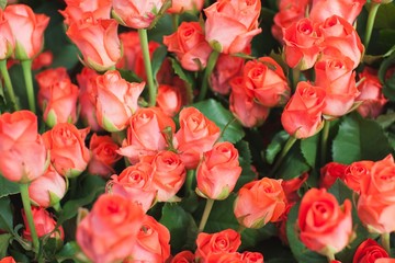 Roses Wow NT Bush Background