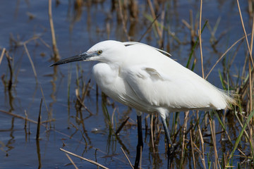 Garceta común (Egretta garzetta), posada sobre la laguna.