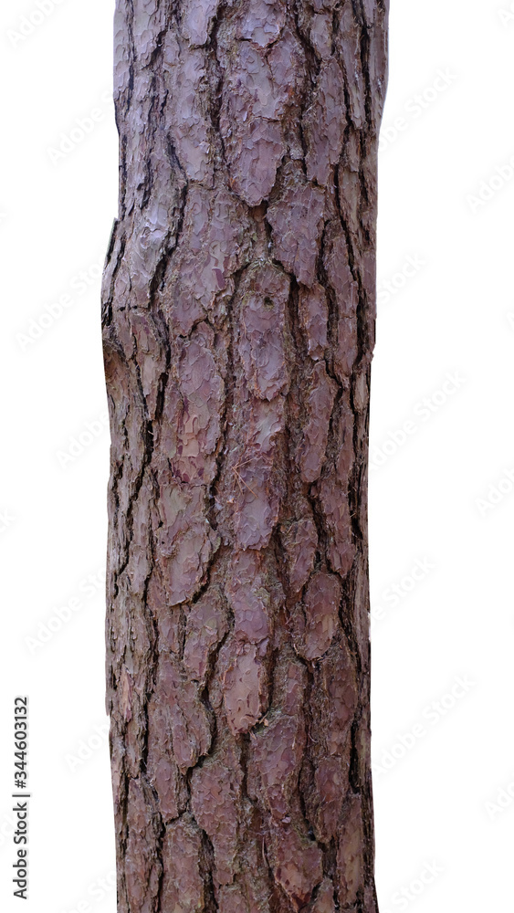 Poster pine trunk isolated on a white background. tree for design