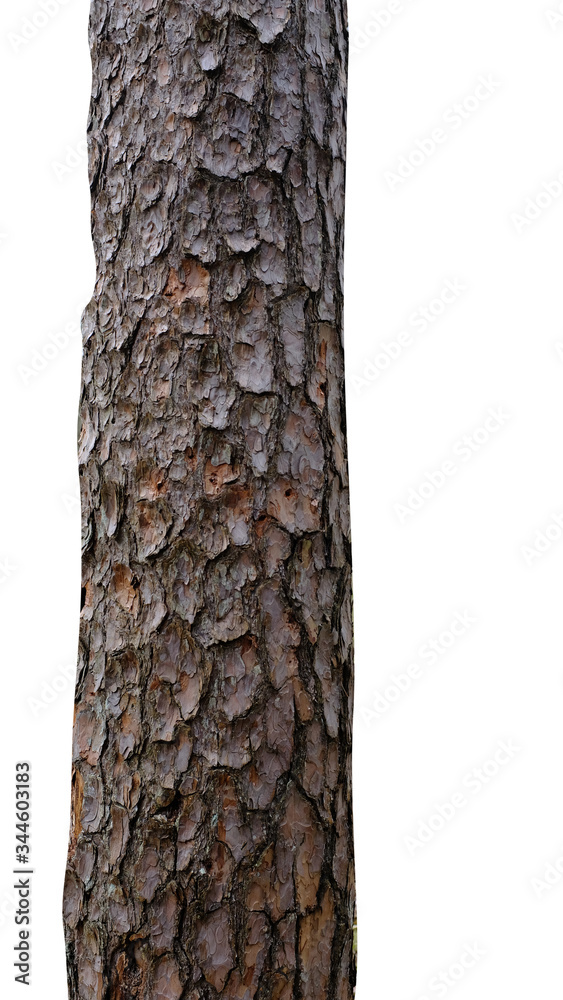 Poster pine trunk isolated on a white background. tree for design