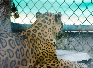 The leopard is one of the five extant species in the genus Panthera, a member of the Felidae.
