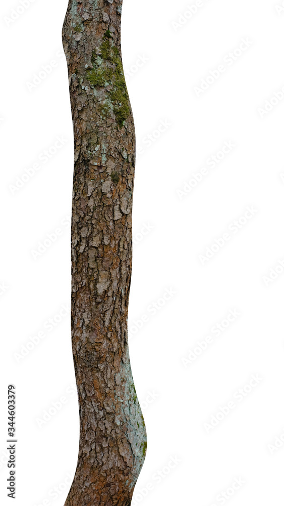 Poster pine trunk isolated on a white background. tree for design