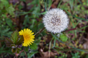 Gelbe Blüte und Samen einer Pusteblume