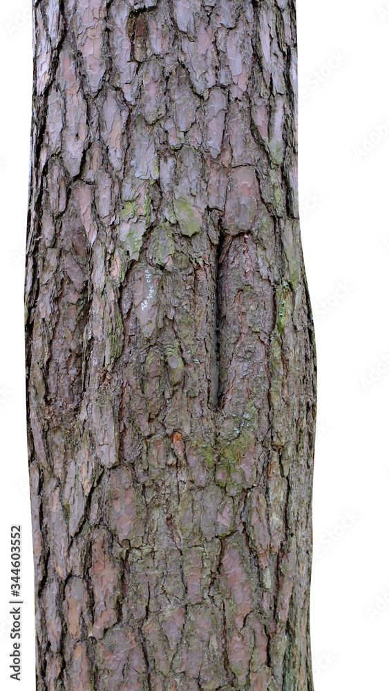 Poster pine trunk isolated on a white background. tree for design
