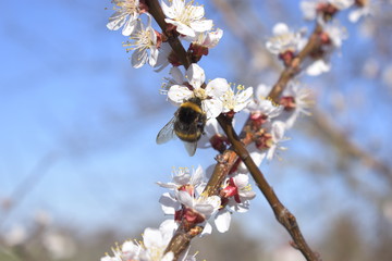 Bumblebee on flowers blossom spring scene with blurred background, shallow depth of field, selective focus.