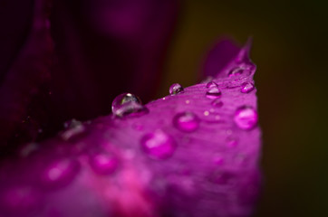 some raindrops are fallen on a leaf of a violet tulip in the sunlight, macro