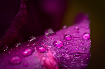 some raindrops are fallen on a leaf of a violet tulip in the sunlight, macro