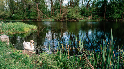 Łabędź park zielony staw © robertpstryka