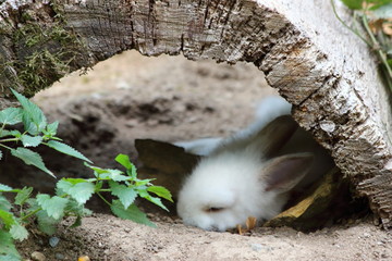 Rabbit sleeping under wood in wildpark in Bad Mergentheim in bavaria in germany. Visiting the park during holiday in summer.