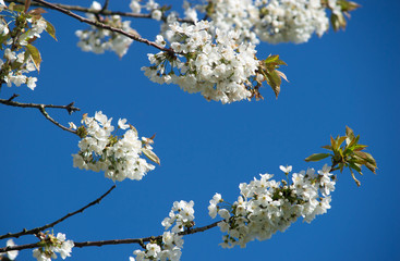 apple blossom