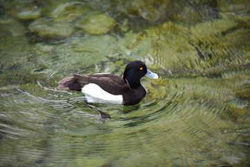 wild duck in the water