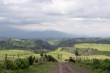 Fototapeta na wymiar Potreros y vacas en la montaña Ecuador