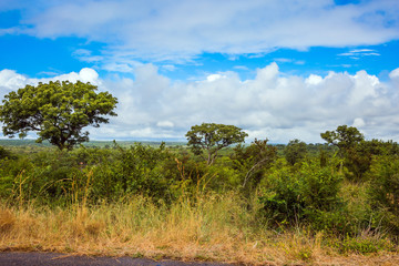 Kruger Park. African savannah