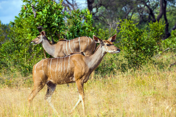 Naklejka na ściany i meble Two kudu female genus of ungulates