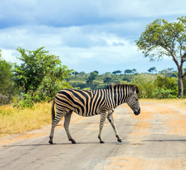 Savanna zebra crosses a road