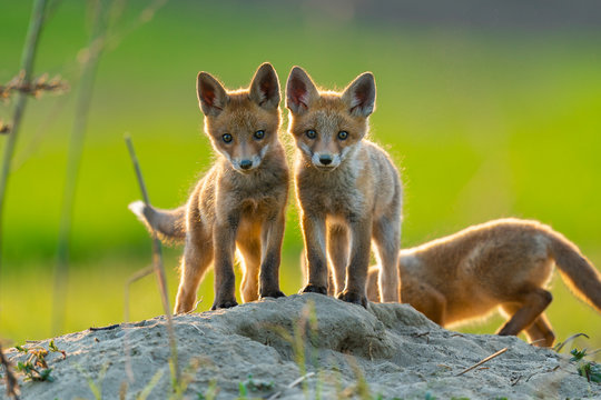 Red Fox Cubs In The Wild