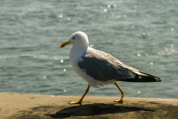 Obraz premium One seagull on a beton surface.