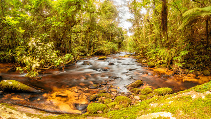 autumn forest in the forest