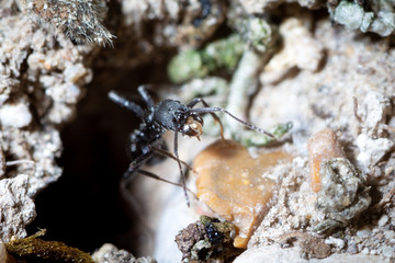 Aphaenogaster spinosa moving rock