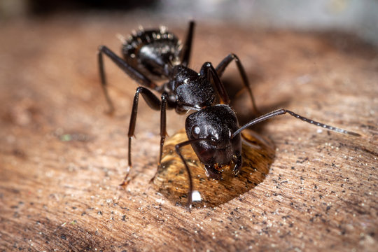 Camponotus vagus drinking sugar-water