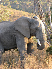 Afrikanischer Elefant / African Elephant