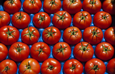 Ready-to-market red tomatoes in a crate.
