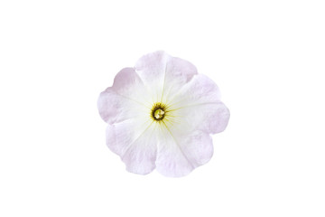 One beautiful light violet color petunia flower isolated on white background.Top view.