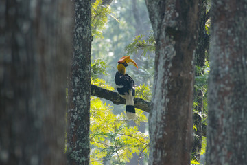 Great hornbill