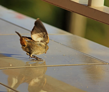 piaf gourmand