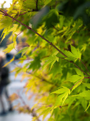 Primo piano di foglie d'acero in autunno