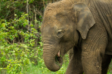 Naklejka premium elephant calf in jungle