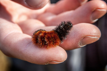 Close up of Woolly Bear Caterpillar in Hand upstate new york hiking