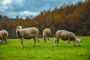 Naklejka na ściany i meble group of sheep grouped in a field, rural landscape, France