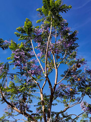 Jacaranda
