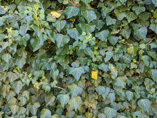 Wall of green ivy leaves as background material or texture