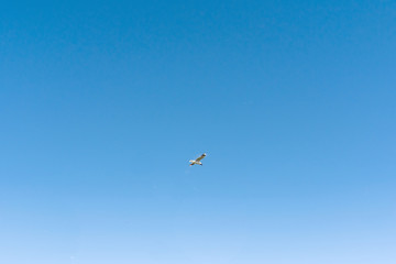 Ave volando en el cielo azul