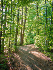 Path through an Bavarian forest landscape with sun light impressions