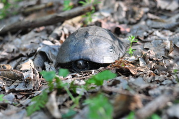 closeup turtle crawling in a grass, wild animal in a forest . turtle hiding. European pond turtle, Emys orbicularis