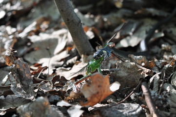 The snake preyed the prey. Natrix swallows a green frog