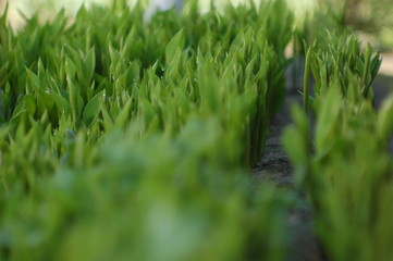 green natural background of fresh bright leaves of lily of the valley, close-up. Blooming Lily of the valley in spring garden with shallow focus. May flowers
