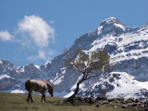 Un cheval solitaire dans les estives pyr&eacute;n&eacute;ennes